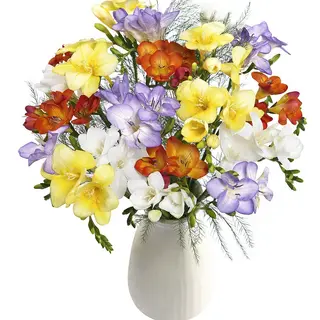 Buchet 21 frezii multicolore