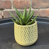 Сукулент в кашпо 