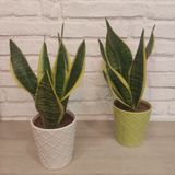 Sansiviera En Maceta