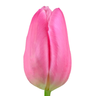  Tulipán Rosa Flor Suelta (Por unidad/No es un ramo/No bouquet) 