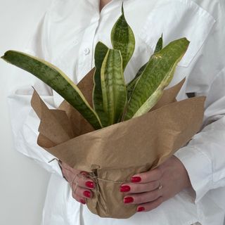 Сансевієрія Футура Суперба №9, 1 шт