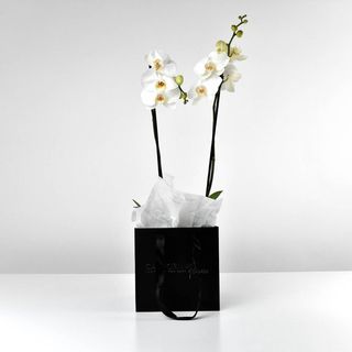 Planta Phalaenopsis alba