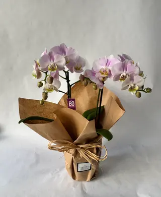 Orquídea