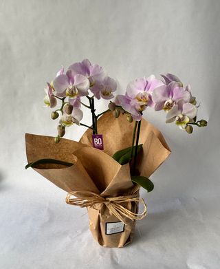 Orquídea