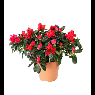 Azalea rosso