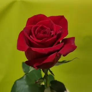 Rosa Rossa h 80 