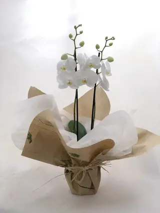 Orquídea Blanca