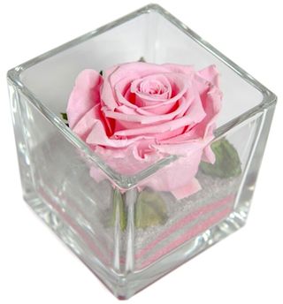 Rosa stabilizzata rosa M