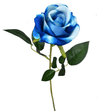rosa blue singola