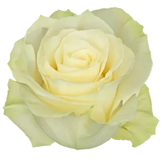  Rosa Blanca Flor Suelta (Por unidad/No es un ramo/No bouquet) 