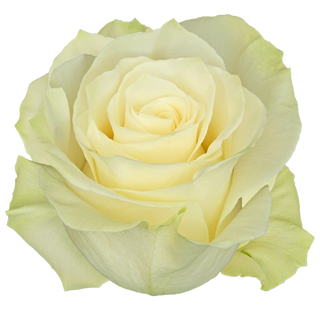  Rosa Blanca Flor Suelta (Por unidad/No es un ramo/No bouquet) 