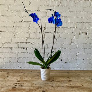 Orchidea blue