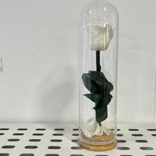 Cúpula PEQUEÑA Rosa BLANCAPreservada