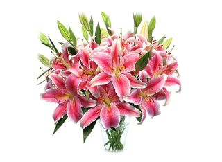 15 Лилиума, розови | 1 pieces