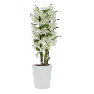 Orhidee dendrobium la ghiveci
