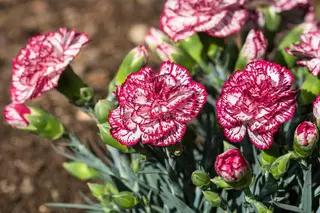 Bouquet garofani