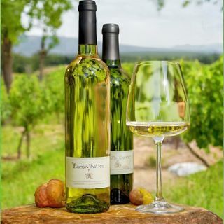 ТРАМИНЕР, ИЗБА ЖИВАНКИН, Тракийска Низина , България