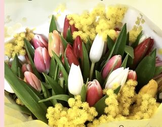 Tulipani rossi e mimosa in cesto