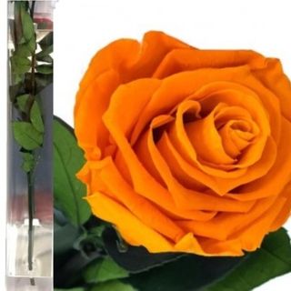 Rosa Eterna Naranja 35cm  en su Estuche