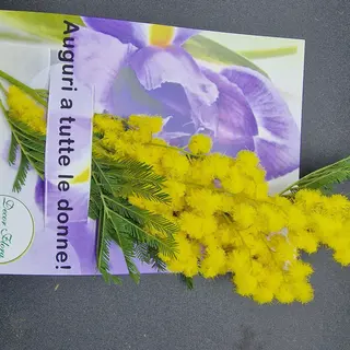 Busta mimosa 
