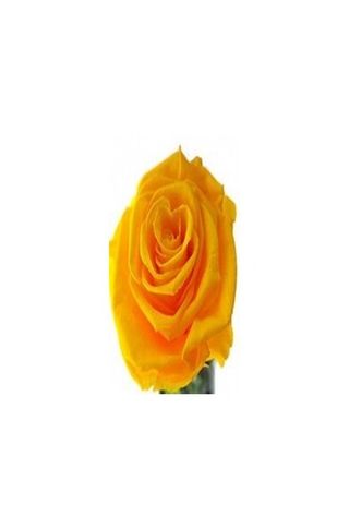 Rosa Eterna Amarillo