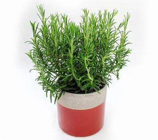 Rozmarin (Rosmarinus Officinalis)