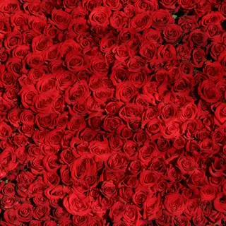 101 rose rosse