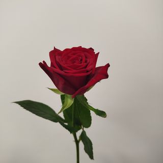 Троянда сорту Ред Наомі