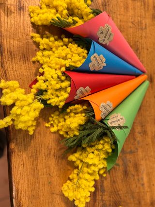 Coni di mimosa colorati