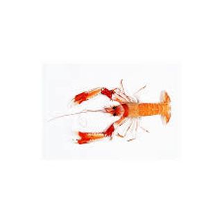 Cigala De Huelva G 3/5 Pzas/Kg. 3/5 Pzas/Kg.