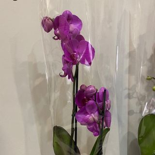 Фаленопсіс 