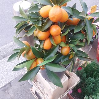 Mandarini kumquat