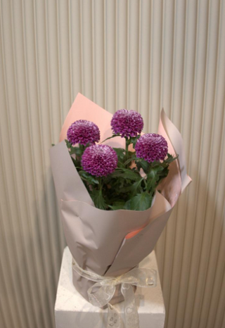 Krizantema  saksijska biljka