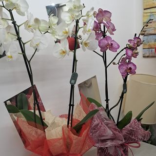 Orchidee 