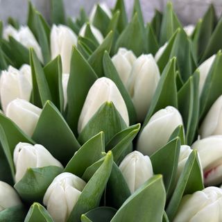 Білий  тюльпан 