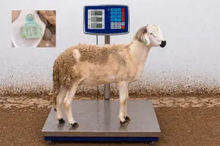 01281828 - 86 Kg
