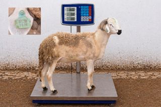 01281828 - 86 Kg