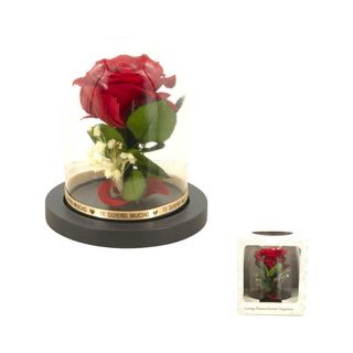 Rosa Vermelha Preservada em Campânula