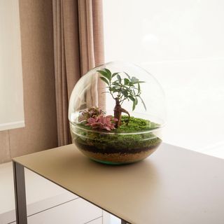 Osasis - Jardín En Un Bol