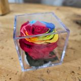 Cubo con rosa ETERNA ARCOIRIS