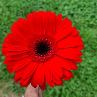 1.  Gerbera