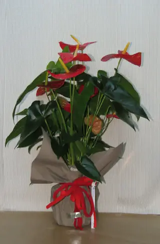 Pianta anturium rosso