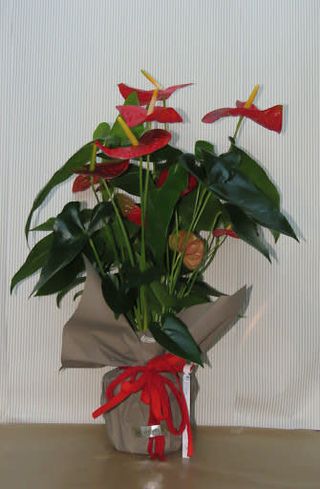Pianta anturium rosso