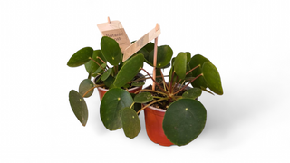 Pilea - kineski dolar
