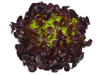 Lechuga Hoja De Roble Unidad