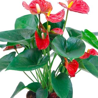 Anthurium rossa media