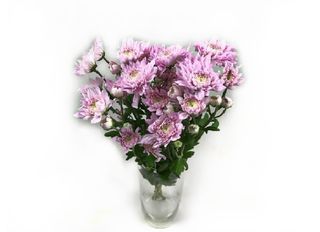 3 Хризантеми, Розови