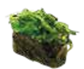 58 Gunkan Nori wakame