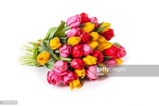 tulipani mille colori