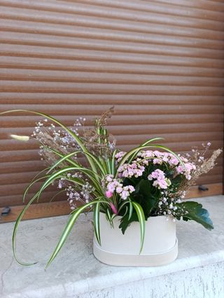 Aranjament mix plante verzi in cutie catifea